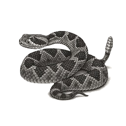 Rattlesnake illustration