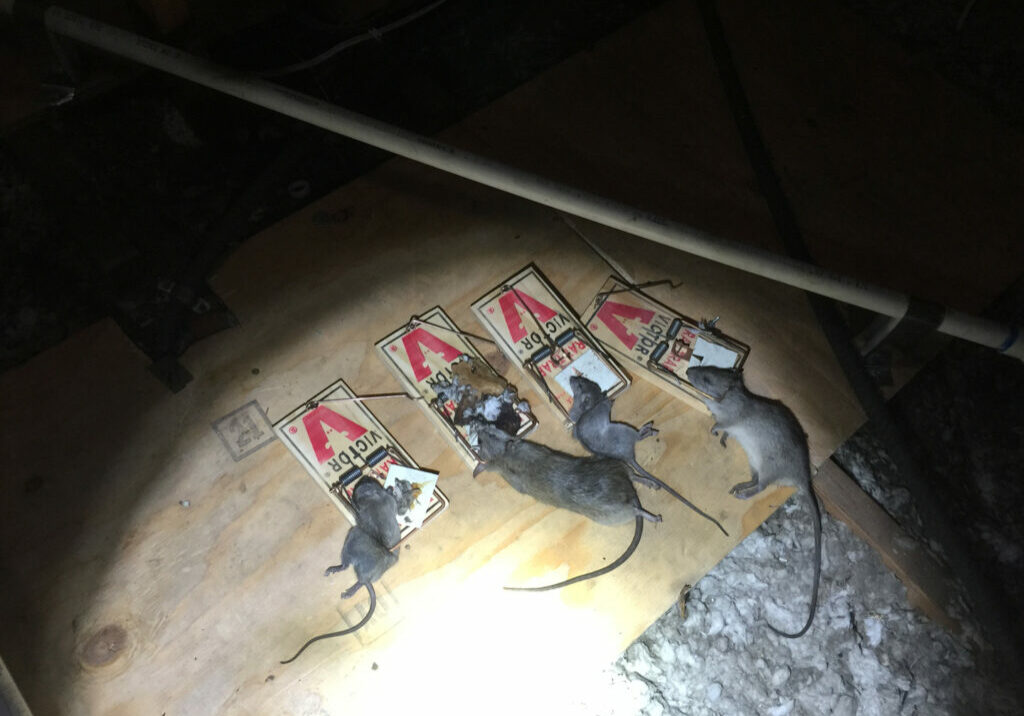 Removal of Animals From Attic